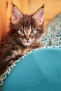 Portrait small kitten of the Maine Coon breed 1.5 months old. Portrait kitten with tassels on the ears, close-up Royalty Free Stock Photo