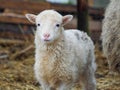 Portrait of a small lamb of a rare breed Poll dorset Royalty Free Stock Photo