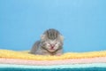 Portrait of a small light grey stripped tabby kitten four days old laying on a stack of blankets