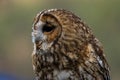 Portrait of a small little cute owl