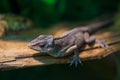 Portrait of a small lizard on branch Royalty Free Stock Photo