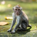 Portrait of a small macaque monkey sits on the mossy steps of the temple. Copy space. Monkey forest, Bali, Indonesia