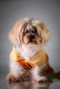 Portrait of a small mal shi with clothes on under the lights on a grey background