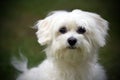 Portrait of small maltese dog