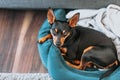 Portrait of a small miniature pinscher dog relaxing in bed 2