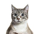 Portrait of small mixed-breed domestic cat blue eyed Royalty Free Stock Photo