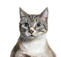 Portrait of small mixed-breed domestic cat blue eyed, isolated Royalty Free Stock Photo