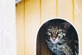 Portrait of a small ocelot in its kennel