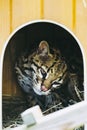 Portrait of a small ocelot in its kennel