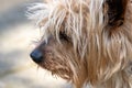 Portrait of a small pet dog Royalty Free Stock Photo