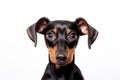 Portrait of small Pincher dog on white background Royalty Free Stock Photo