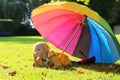 Portrait of small preschooler girl with colorful umbrella Royalty Free Stock Photo