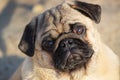 Portrait small pug dog. Close up face