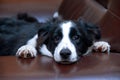 Dog breed Border Collie Royalty Free Stock Photo