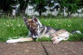 Portrait of small puppy husky dog outdoors Royalty Free Stock Photo