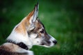 Portrait of small puppy husky dog outdoors Royalty Free Stock Photo