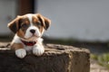 Portrait of a small puppy looking at the camera. Close-up. A small, cute baby dog. Copy space