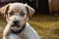 Portrait of a small puppy looking at the camera. Close-up. A small, cute baby dog. Copy space