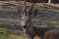 portrait of a small roe deer with horns with fur Royalty Free Stock Photo