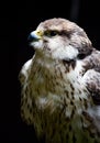 Portrait of sakar falcon facing left Royalty Free Stock Photo