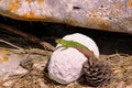 Portrait of small sand lizard sitting on white stone. Green lizard on rock is resting, enjoys, sunbathing and warming on sunny day Royalty Free Stock Photo