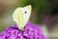 A portrait of a small white butterfly, also known as a cabbage white or cabbage butterfly sitting on the flowers of a pink delight Royalty Free Stock Photo