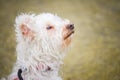 Portrait of a small white dog with curly hairs with a tender and attentive look Royalty Free Stock Photo