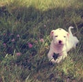 Pit bull puppy in the park Royalty Free Stock Photo
