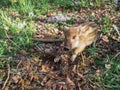 Portrait of a small wild striped boar in a spring forest