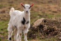 Portrait of a small young goat Royalty Free Stock Photo