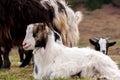 Portrait of a small young goat Royalty Free Stock Photo
