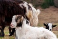 Portrait of a small young goat Royalty Free Stock Photo