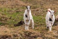 Portrait of a small young goat Royalty Free Stock Photo