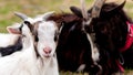 Portrait of a small young goat Royalty Free Stock Photo