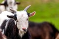 Portrait of a small young goat Royalty Free Stock Photo