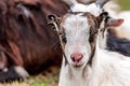 Portrait of a small young goat Royalty Free Stock Photo