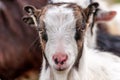 Portrait of a small young goat Royalty Free Stock Photo