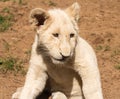 Portrait of small young lion cub Southern Africa Royalty Free Stock Photo