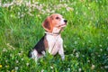 Portrait of a smart Beagle puppy with a mild pleading look on a flowering lawn.