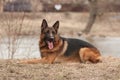 Portrait of a lying german shepherd in autumn