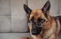 Portrait of smart funny intelligent educated dog with thick lenses on eyes. German shepherd with glasses