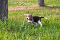 Portrait of a smart puppy, looking into the distance attentively. Beagle puppy on a walk in a serene summer evening.