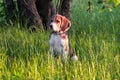 Portrait of a smart puppy, looking into the distance attentively. Beagle puppy on a walk in a serene summer evening.