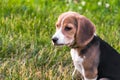 Portrait of a smart puppy, looking into the distance attentively. Beagle puppy on a walk in a serene summer evening.
