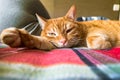 Portrait of the smart red cat. Royalty Free Stock Photo