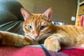 Portrait of the smart red cat. Royalty Free Stock Photo