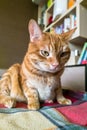 Portrait of the smart red cat. Royalty Free Stock Photo