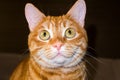 Portrait of the smart red cat. Royalty Free Stock Photo