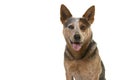 Portrait of a smiling australian cattle dog looking straight int