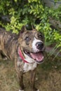 Portrait of a smiling brindle pitbull from above Royalty Free Stock Photo